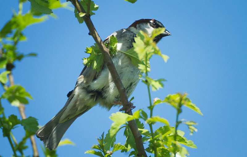 May 26 – Sparrow