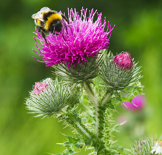 Jun 05 – Thistle and bee