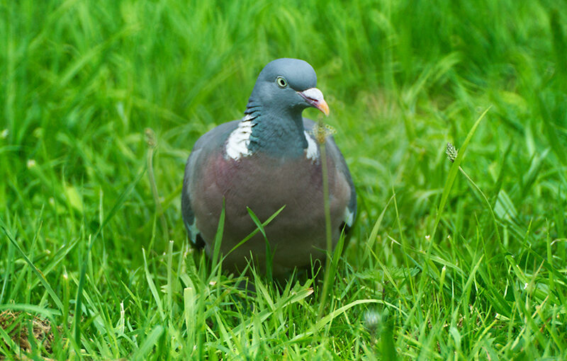 A pigeon in the park
