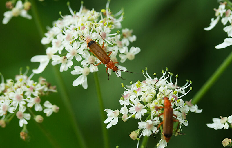 Aug 02 – Wild flowers