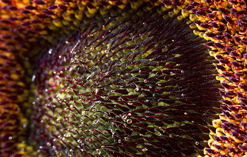 Aug 04 – Sunflower