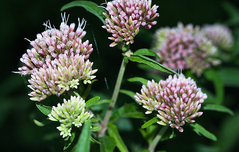 Aug 11 – Weed