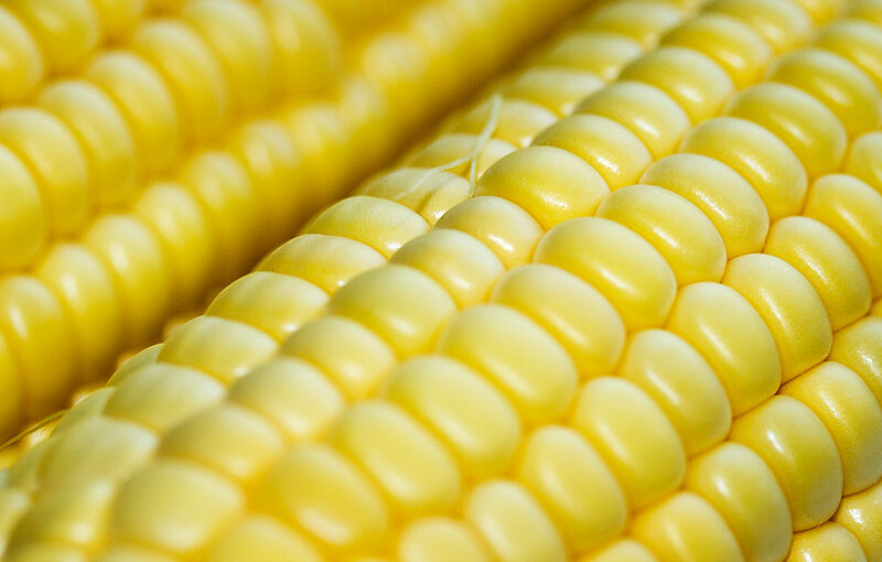 Aug 12 – Corn