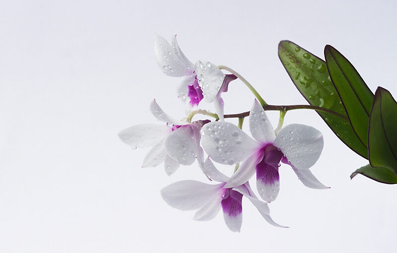 Aug 16 – Flowers