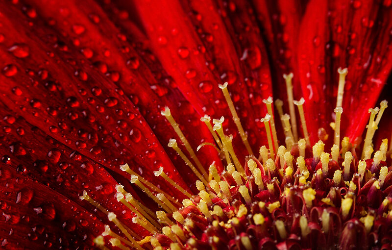 Aug 23 – Gerbera