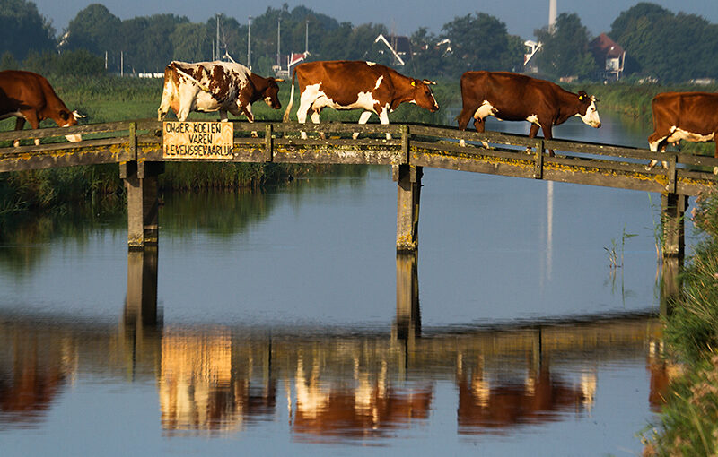 The walk of the cows this morning