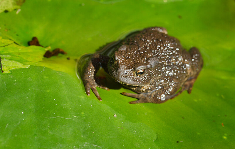 Sep 01 – Toad