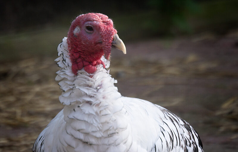 A turkey on my way home.