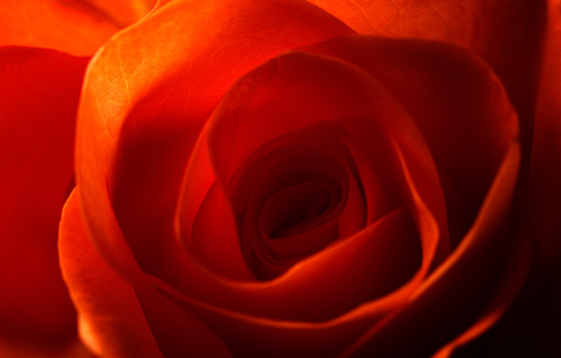 Sep 15 – Rose