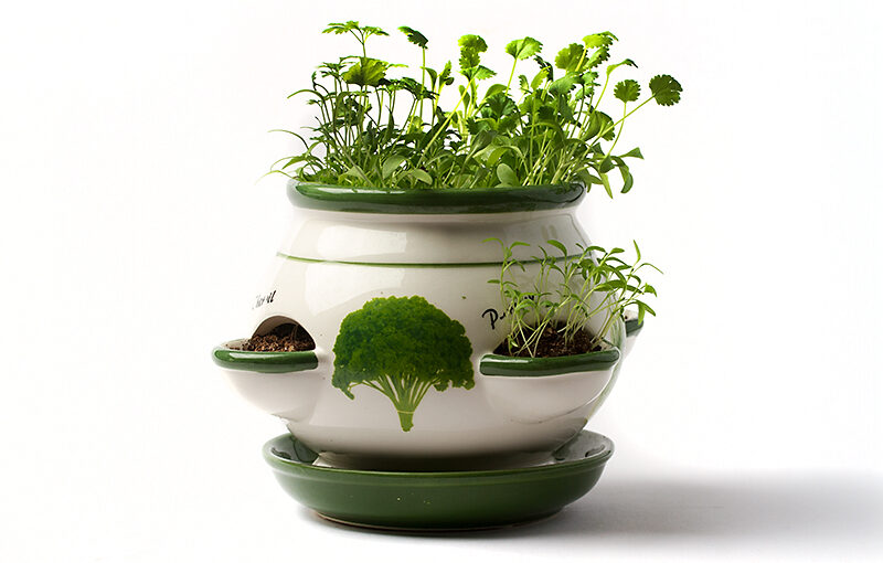 Nov 01 – Herbs (4)