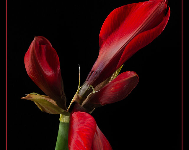 Nov 03 – Amaryllis