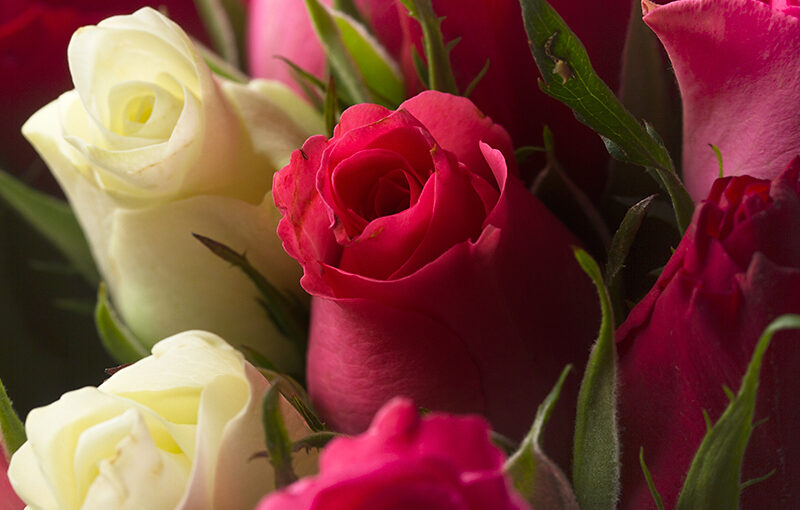 Nov 16 – Roses
