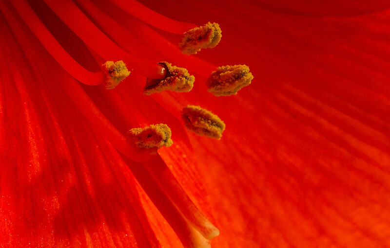 Nov 22 – Red