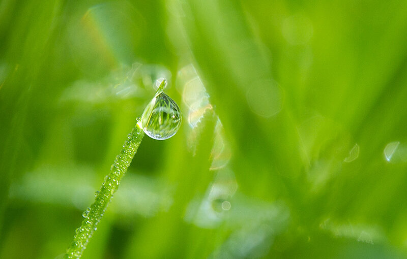 Nov 24 – Grass