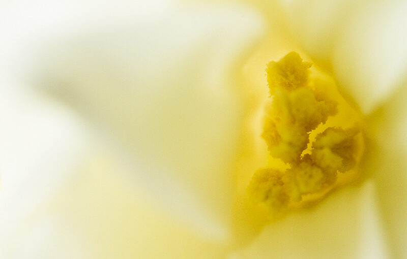 Closeup of a hyacinth (same as Nov 26).