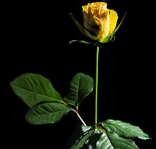 Bought roses today with sparkling stuff on it. Not much sparkle here, but I've a sparkling room now :)