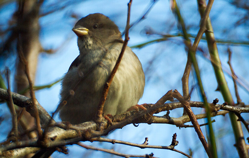 Jan 01 – Sparrow