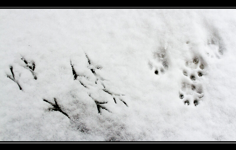 The right ones are from one of my cats, I do hope the one on the left wasn't there at that moment.