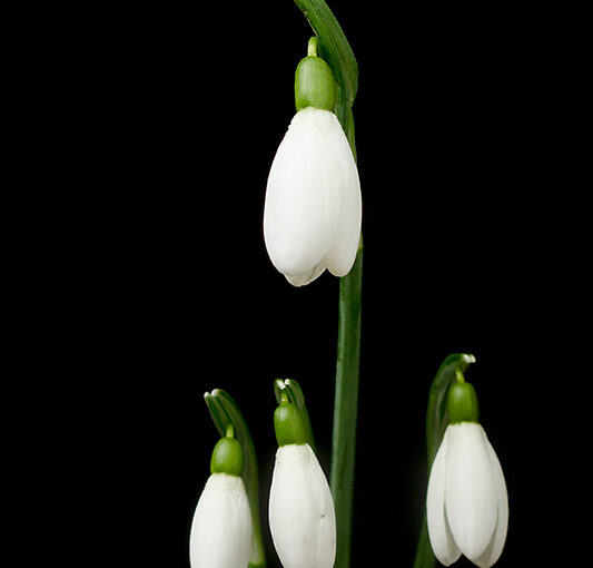 Feb 07 – Snowdrops