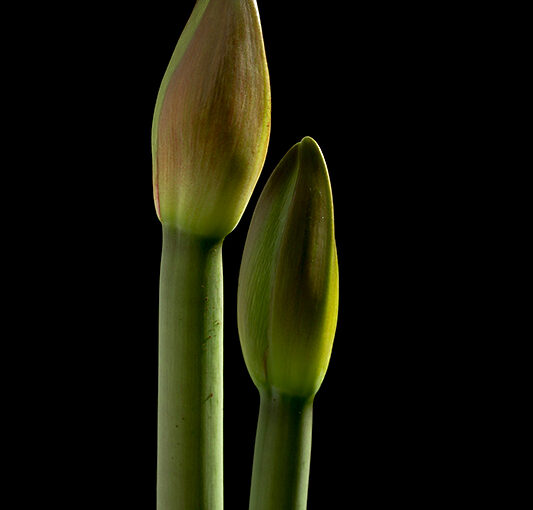 Feb 08 – Buds