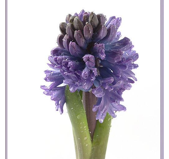 Feb 18 – Purple