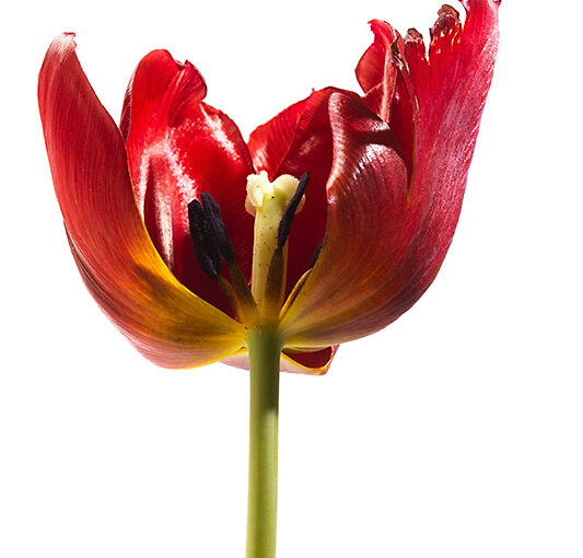 Feb 19 – Beauty of the old