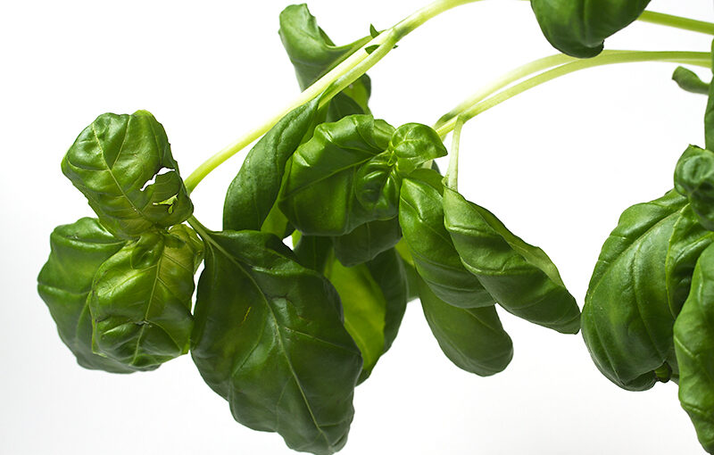 Mar 01 – Basil