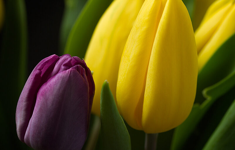 Some fresh flowers in the house