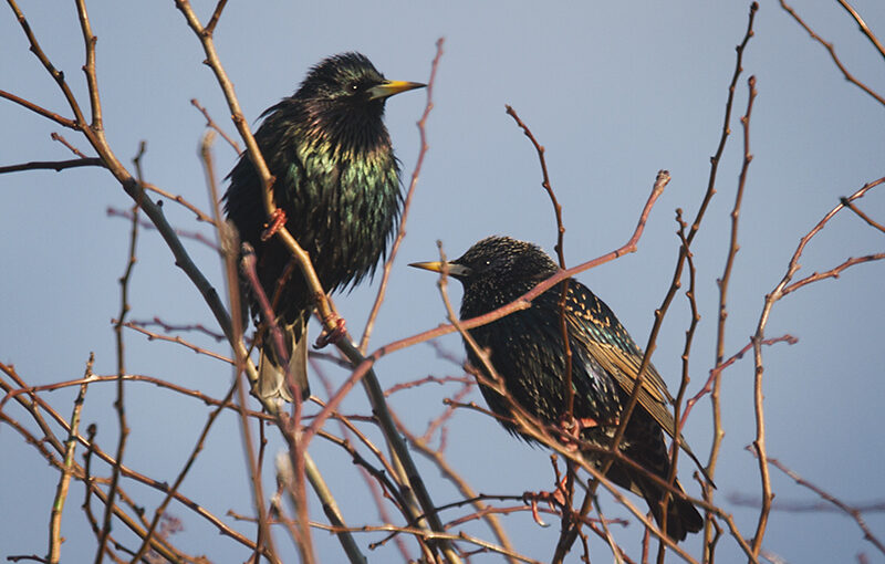 Mar 14 – Starlings