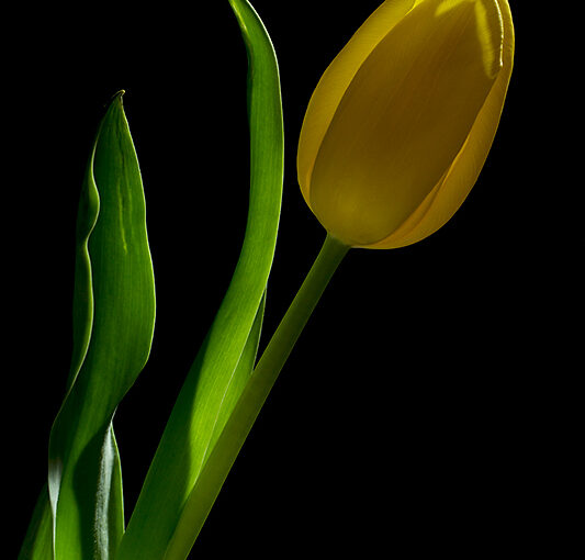 Mar 19 – Tulip