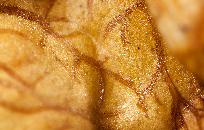 Mar 27 – Walnut
