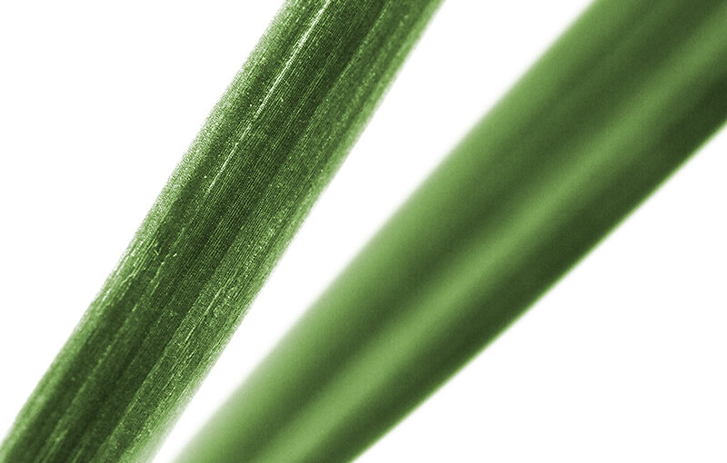 Mar 30 – Grass
