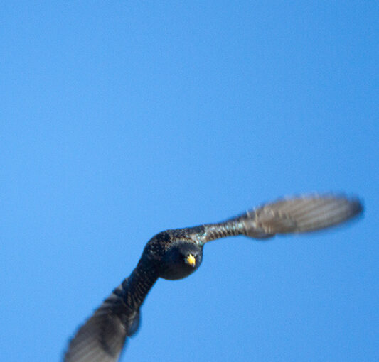 A common starling