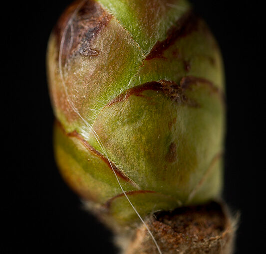 Apr 08 – Bud