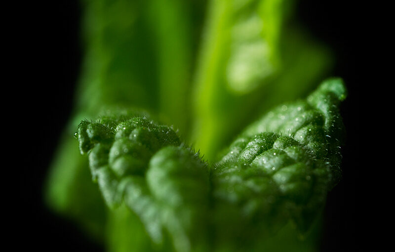 Apr 10 – Mint