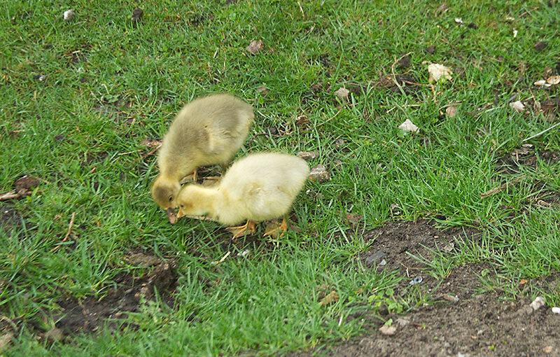Apr 16 – Goslings