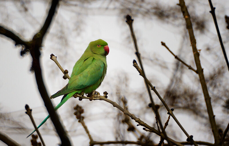 Apr 19 – Ring-necked parakeet