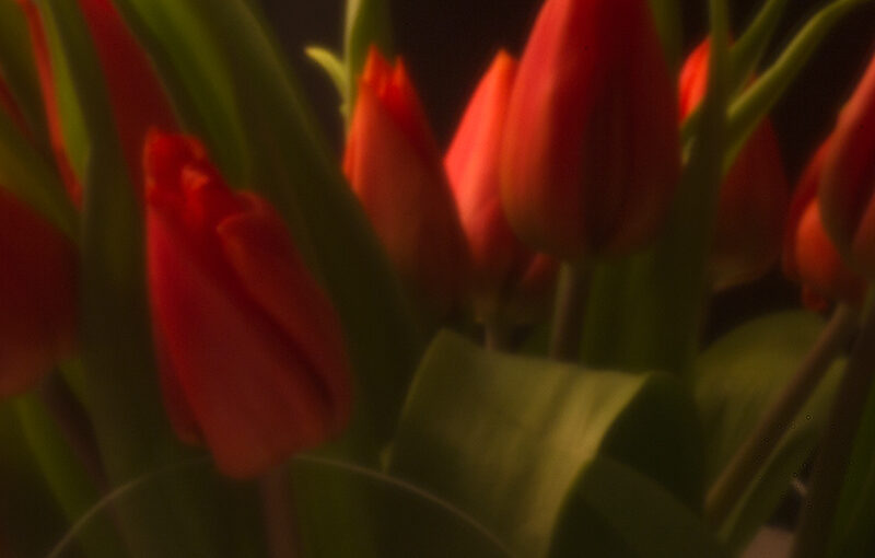 Apr 20 – Pinhole tulips