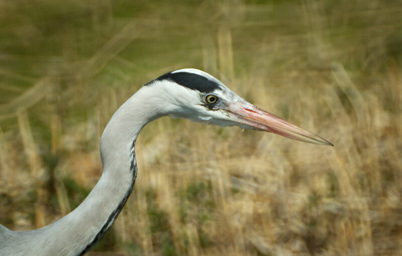 Apr 22 – Heron
