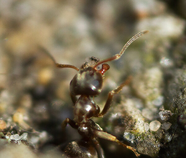 Apr 25 – Ant