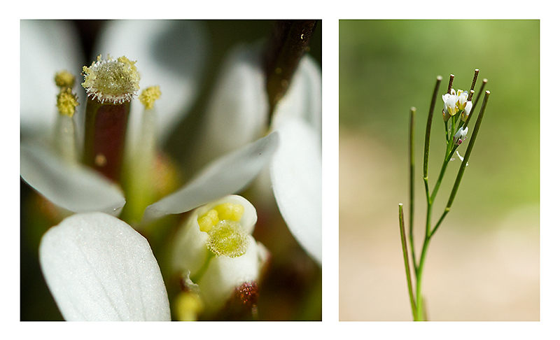 May 01 – Flower