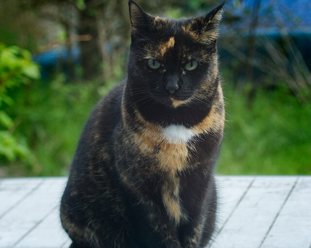 May 02 – The Cat’s Table