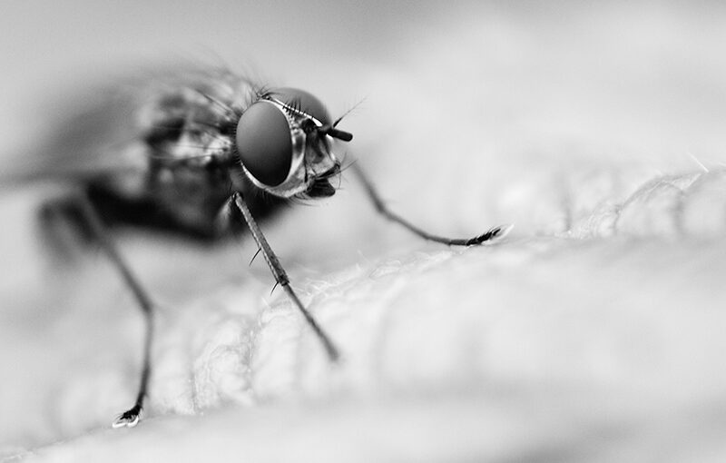 A fly in my windy garden