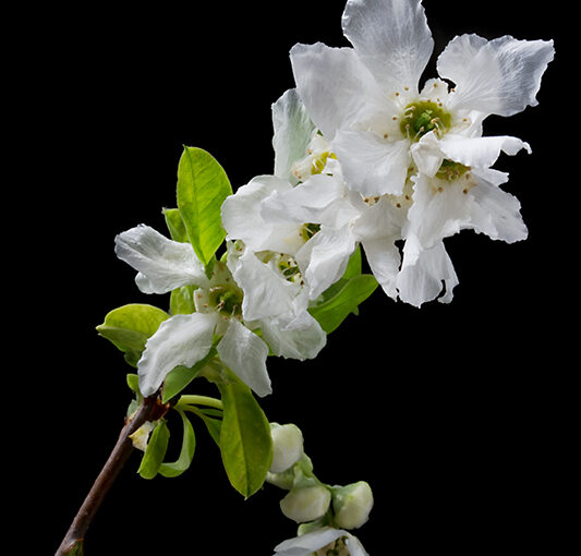 May 14 – Branch revisited