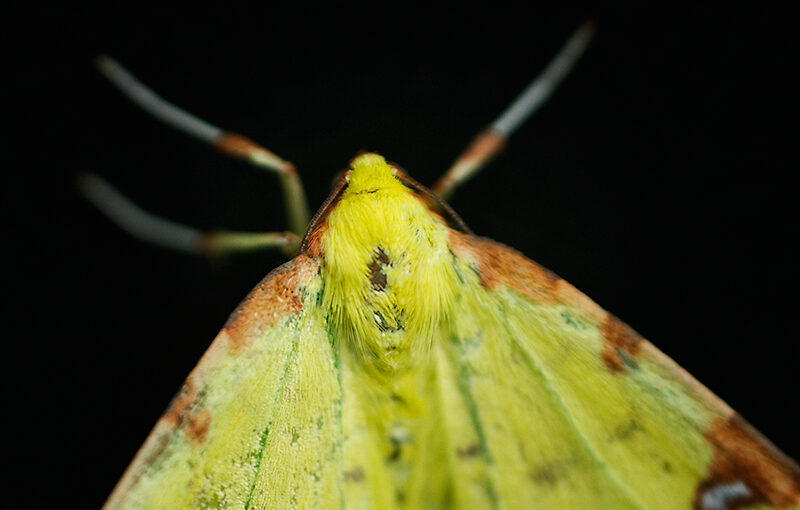 Jun 01 – Moth