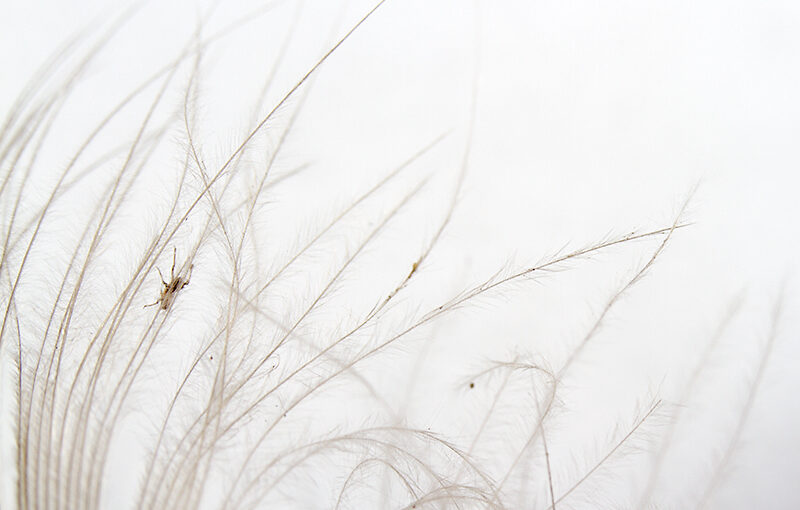 Jun 03 – Feather