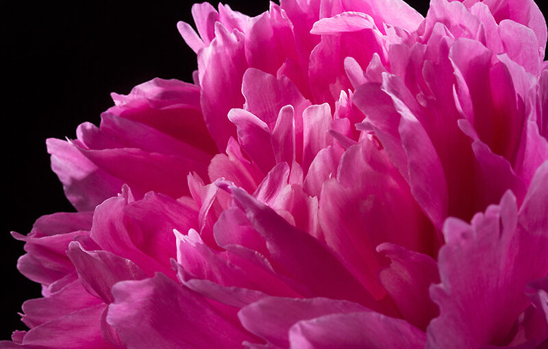 Jun 11 – Peony