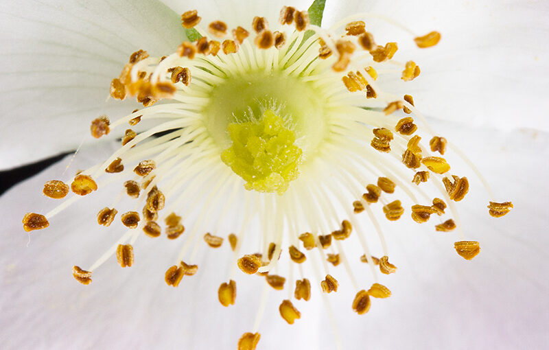 Jun 22 – Thorn flower