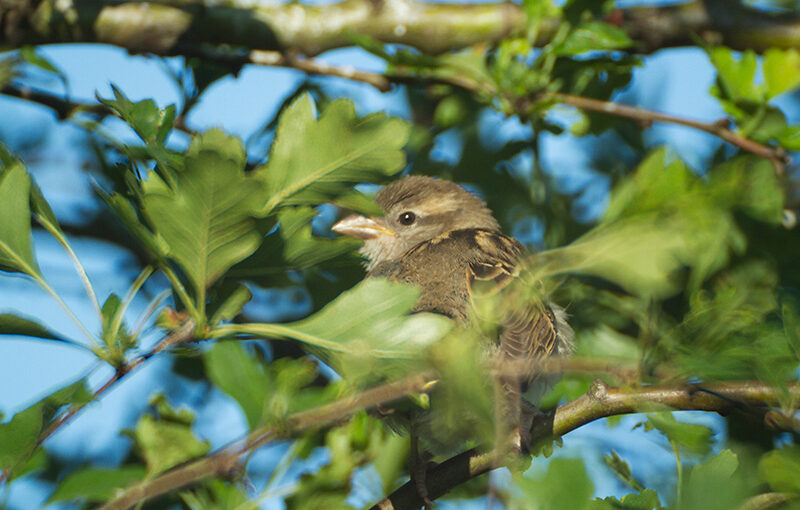 Jun 25 – Sparrow
