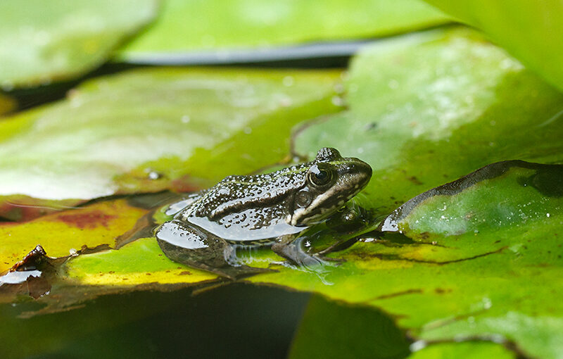 Jun 27 – Frog